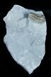 Flexicalymene Trilobite From Ohio - D #3887-1